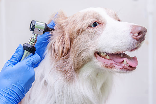 【獣医師執筆】犬の外耳炎とは？症状・原因・治療法｜簡単にできる予防策
